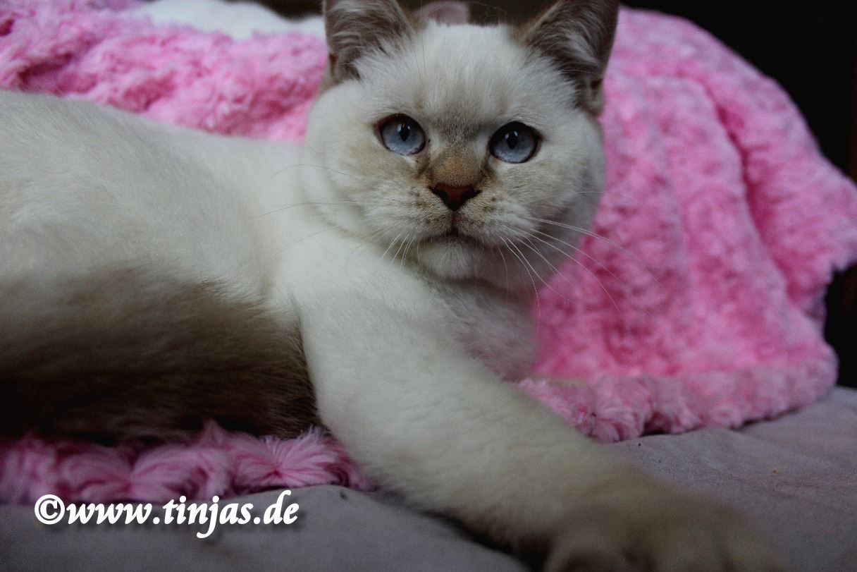 Britisch Kurzhaar cinnamon silver tabby point</A>